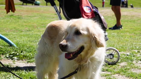 golden retriever exploring park in piedmont, italy