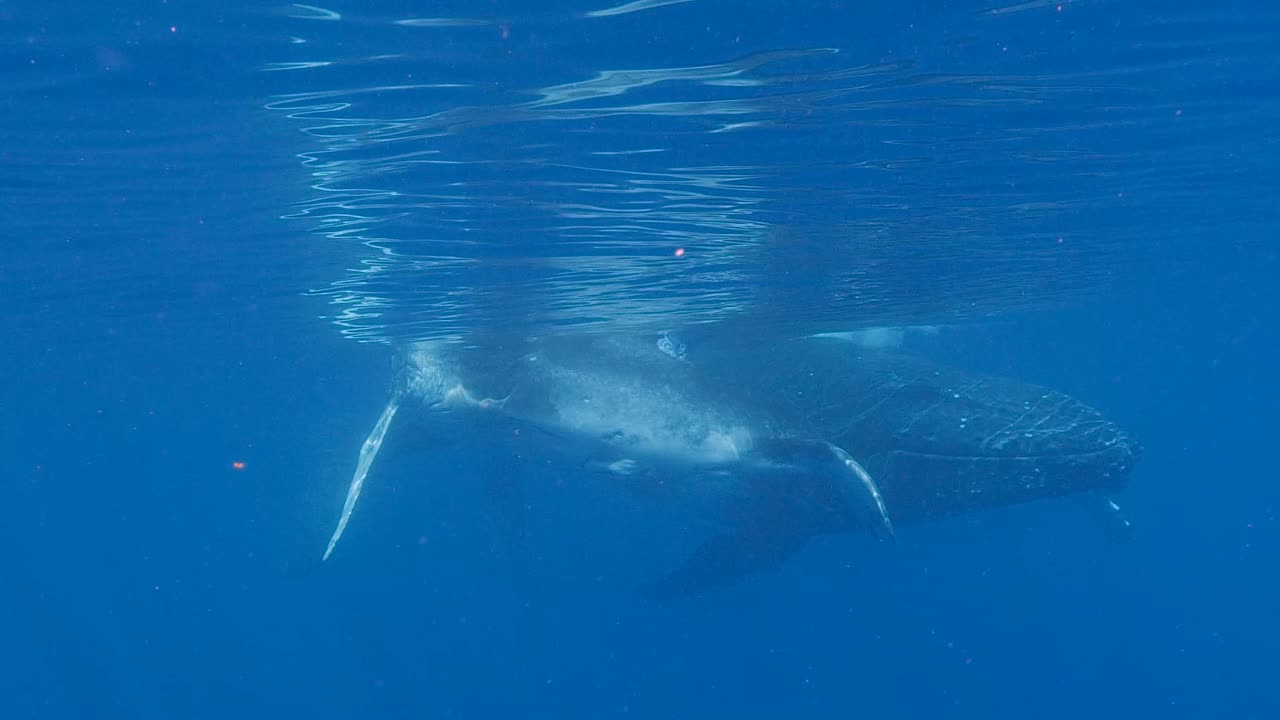 Humpback whales - mother and calf ascent from the blue clear water of the pacific ocean- slow motion shot