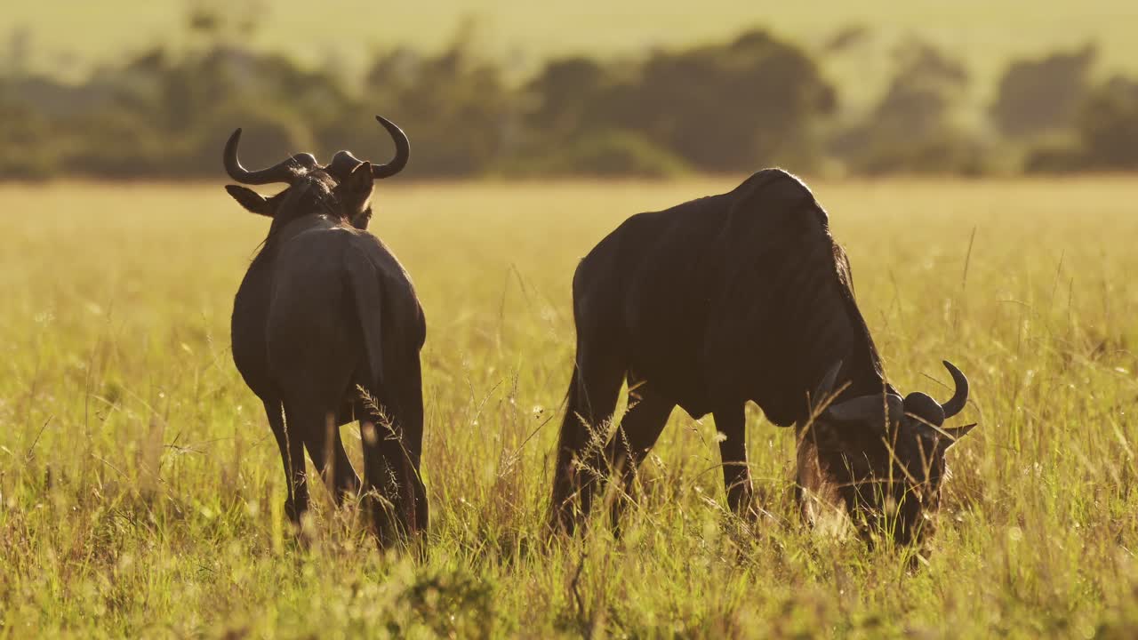 gnu pastando hierba en las llanuras de la sabana africana paisaje paisaje, áfrica masai mara safari animales silvestres en masai mara sabana en la hermosa hora dorada luz del atardecer en kenia