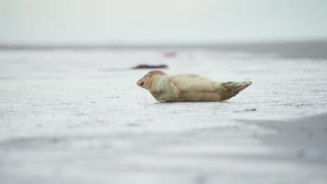 baby harbor seal lying on its side on gray beach, looking around