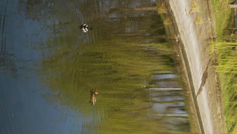 Vertikale-Aufnahme-Von-Enten-Auf-Dem-See-An-Einem-Sonnigen-Tag