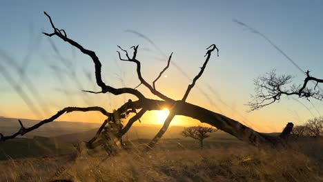 los bloques de árboles muertos caídos el sol