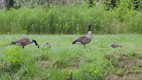 Familia-De-Gansos-Canadienses-Con-Gansos-Bebés,-Forrajeando-En-La-Hierba-En-Una-Tarde-Calurosa-Y-Humeante