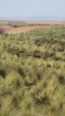 a view of a grassy field in a desert