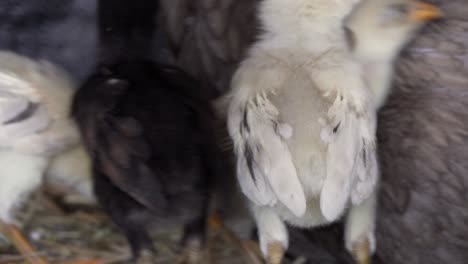 Pollitos-Curiosos-Caminando-En-Una-Jaula-De-Pollo,-Agricultura-Orgánica-Avícola