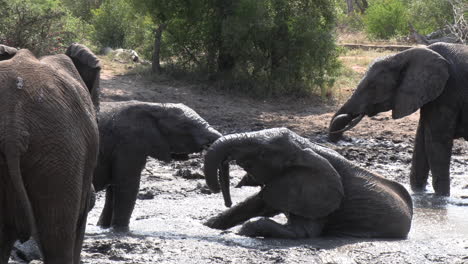 young elephants playing in a mud wallow on a hot day in south africa