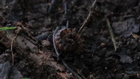 Acurrucado-Y-Lentamente-Se-Despierta-Para-Moverse-Y-Abrir-Su-Cuerpo-Como-Se-Ve-En-El-Suelo-Del-Bosque-En-Lo-Profundo-De-La-Selva,-Milpiés,-Ortomorfa,-Tailandia