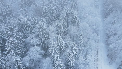 coniferous tree in forest covered with snow during winter in deby, poland