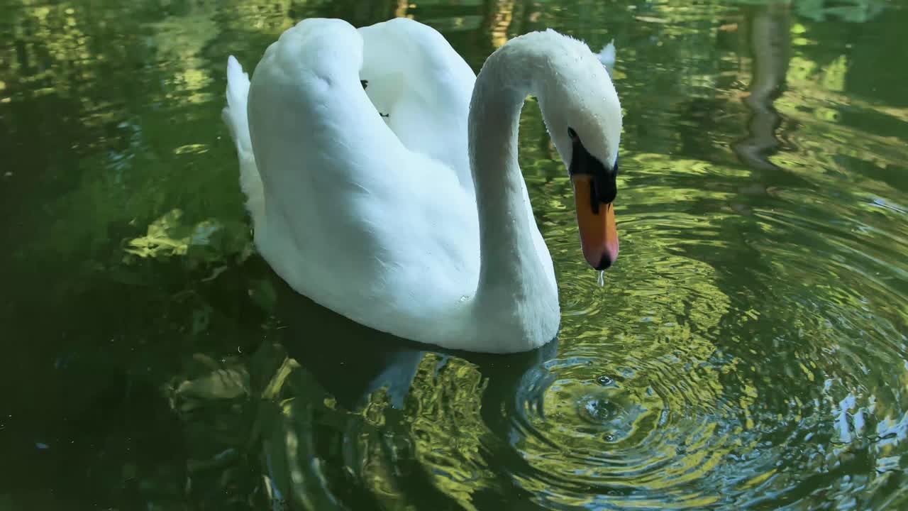 Footage of a swan diving in the lake