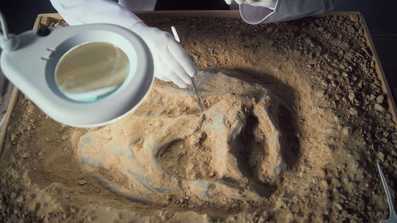 Paleontologist Excavating a Fossil