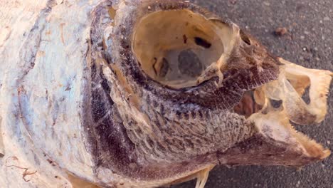 Distancing-dead-fish-skeleton-sequence-during-daytime-at-asphalt-promenade-near-the-sea