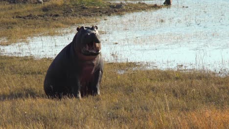 hippo sitting up and yawning