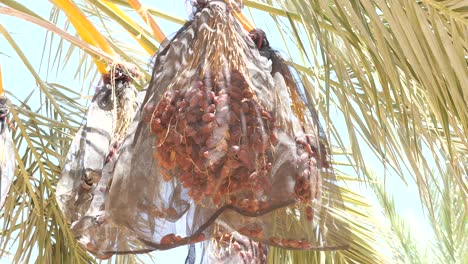 ripe-dates-bunch-covered-by-net-hanging-from-palm-trees,-dynamic-shot