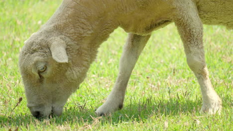 Head-Close-up-Wiltipoll-Sheep-Eating-Grazing-Green-Grass-in-a-Pasture