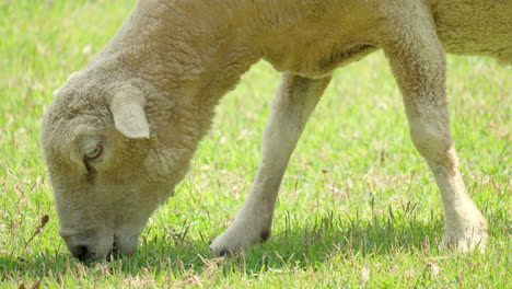 Nahaufnahme-Des-Kopfes-Von-Wiltipoll-Schafen,-Die-Auf-Einer-Weide-Grasendes-Grünes-Gras-Fressen