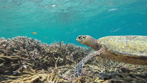 un primer plano detallado de la concha de una tortuga de mar falcón pasa a una vista más amplia de la tortuga navegando por un colorido arrecife de coral