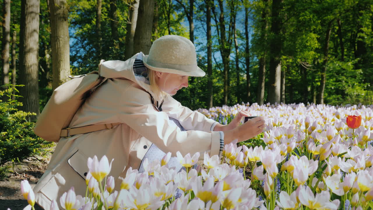 관광객은 핑크 튤립의 사진을 찍는다