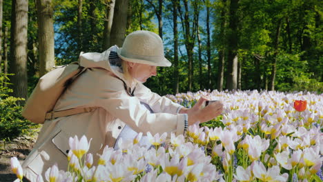 tourist takes photo of pink tulips