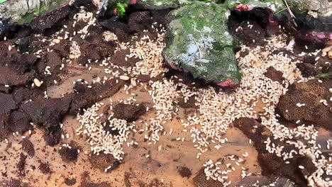 Schwarze-Ameisenkolonie,-Kontrolliertes-Chaos,-Sicherung-Der-Eier,-Neues-Zuhause,-Schmutz,-Natur,-Insekten