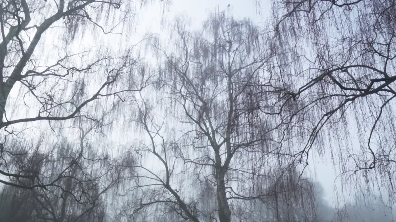 안개 숲의 나무