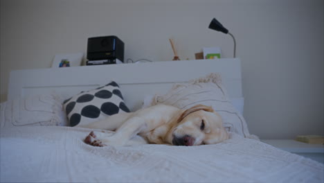 labrador puppy sleeping in the bed at home