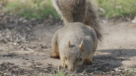 close up of a fox squirrel sniffing and eating seeds off of the ground - sciurus niger