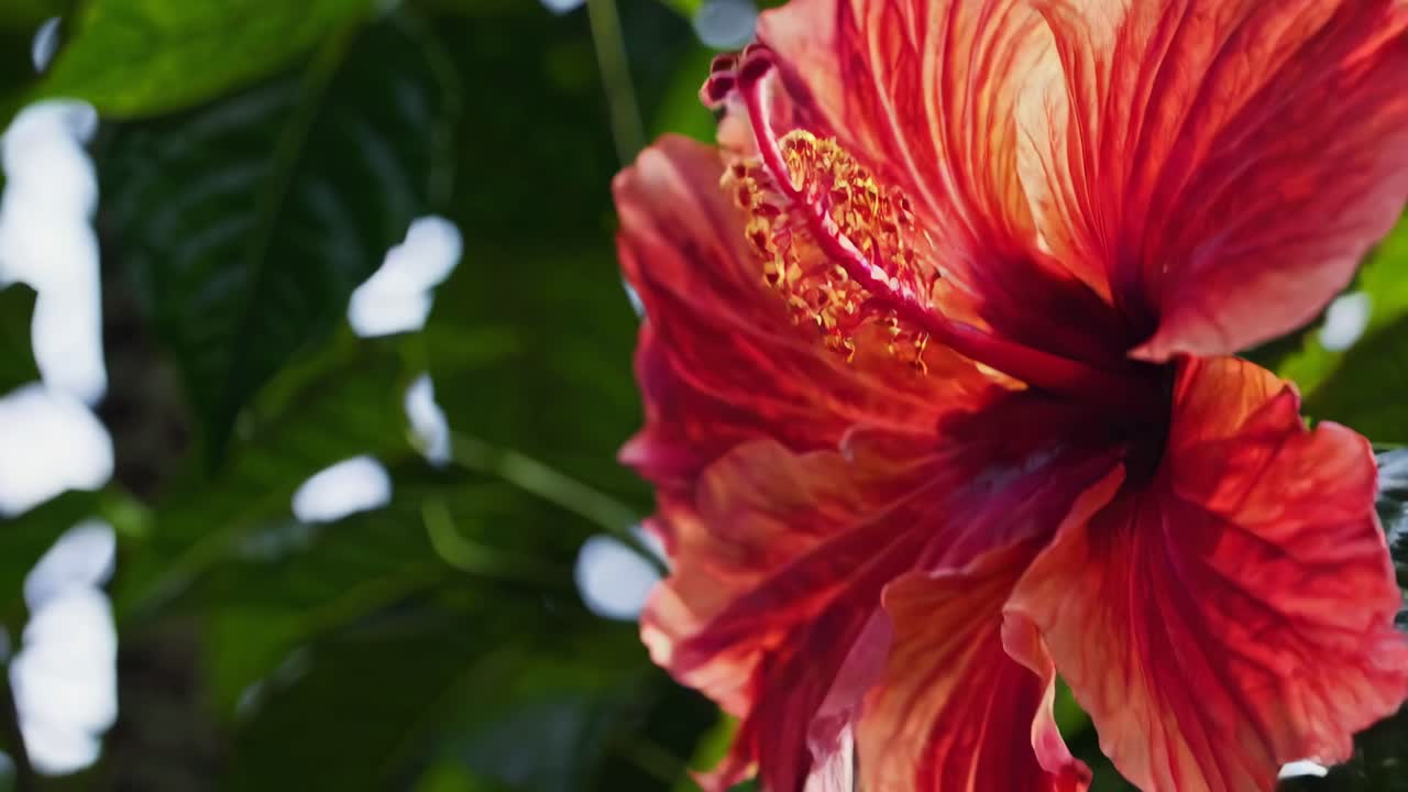 Close-up video of a vibrant red hibiscus flower, shot from a low angle, highlighting its petals