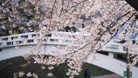 Río-Yangjae-En-Corea-Bordeado-De-Cerezos-En-Flor-Con-Gente-Paseando-En-El-Fondo