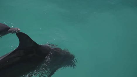 delfines 14