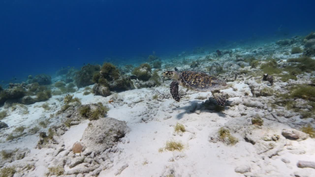 쿠라카오 주변의 카리브 해의 산호초에 있는 호크스빌 바다거북