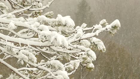 the branch of a pine tree covered in a fresh thin layer of snow as snow falls all around