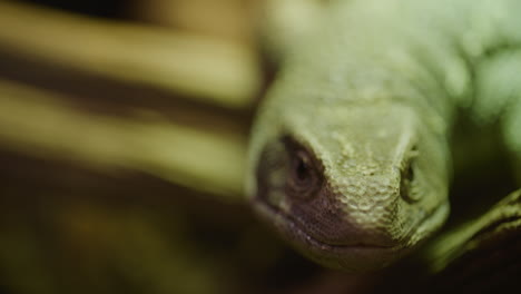 profundidad poco profunda del campo de la sabana cara del monitor