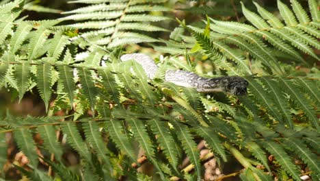 reptil serpiente en el árbol pitón diamante