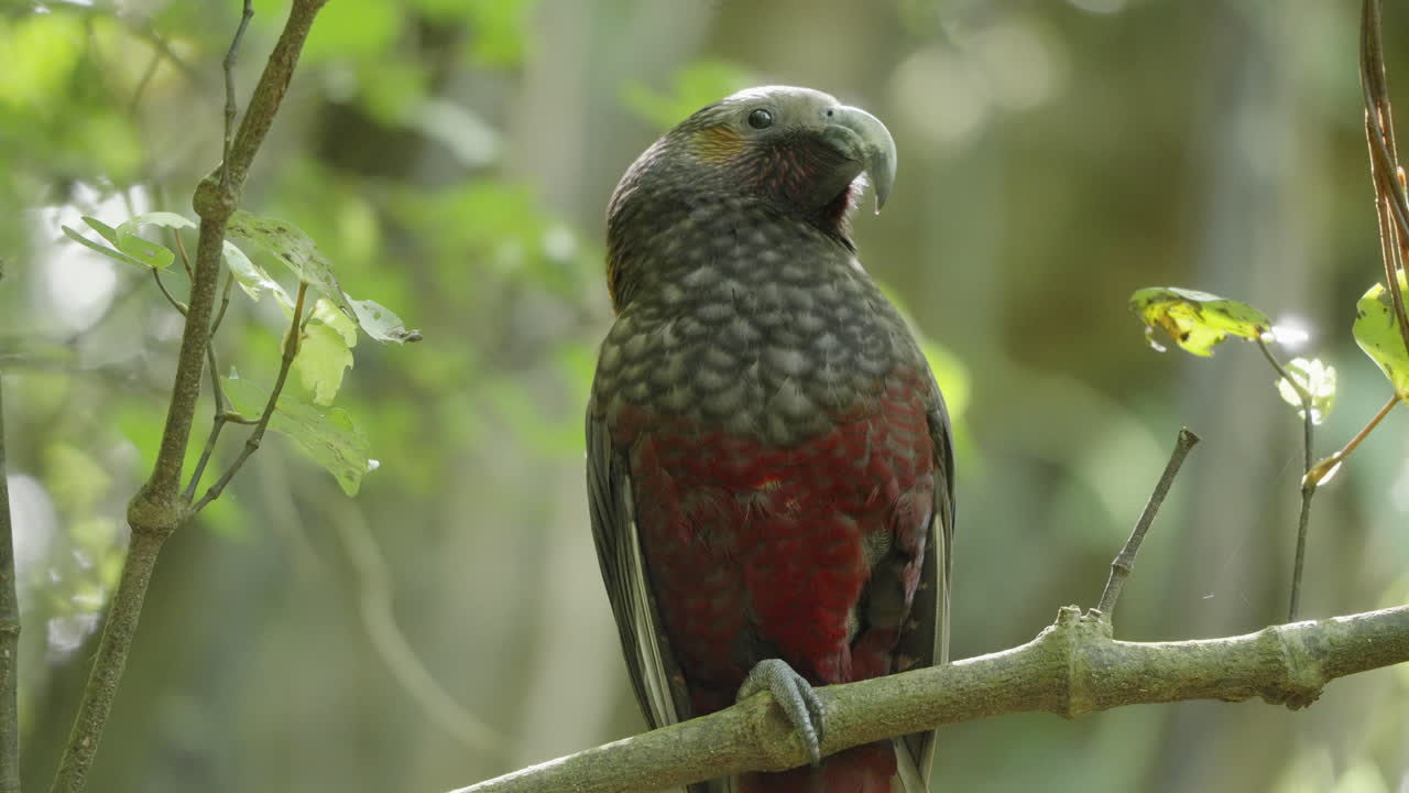 el loro kaka, endémico de nueva zelanda, se encuentra cerca de wellington, en la isla norte.