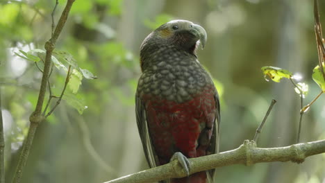 perching endemic new zealand kaka parrot near wellington north island