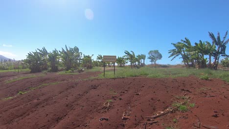 Fahren-Sie-Neben-Den-Palmen--Und-Bananenplantagen-In-Hawaii