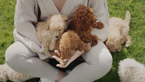 a woman with a bunch of puppies sits on a green lawn.