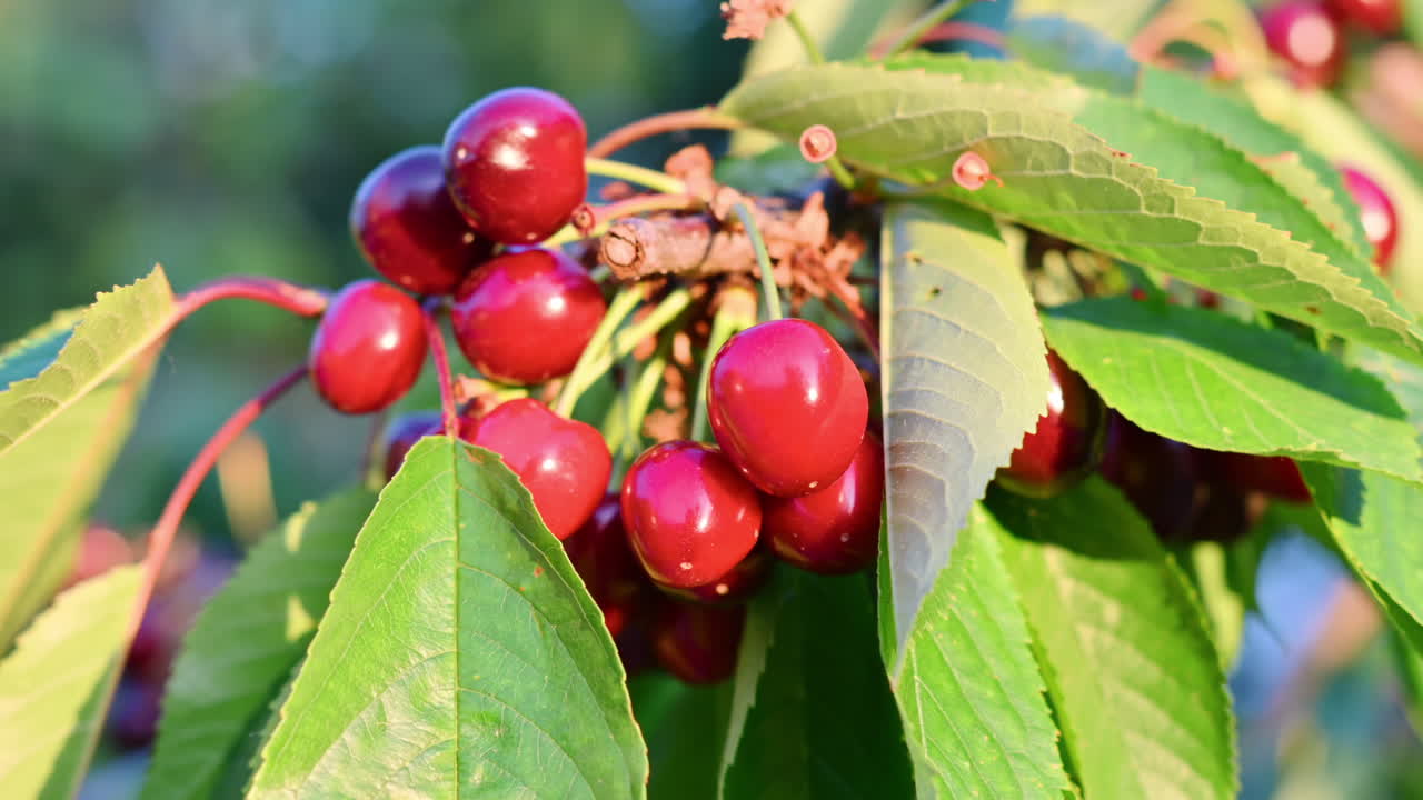 Ciliegie rosse sull'albero alla luce del sole