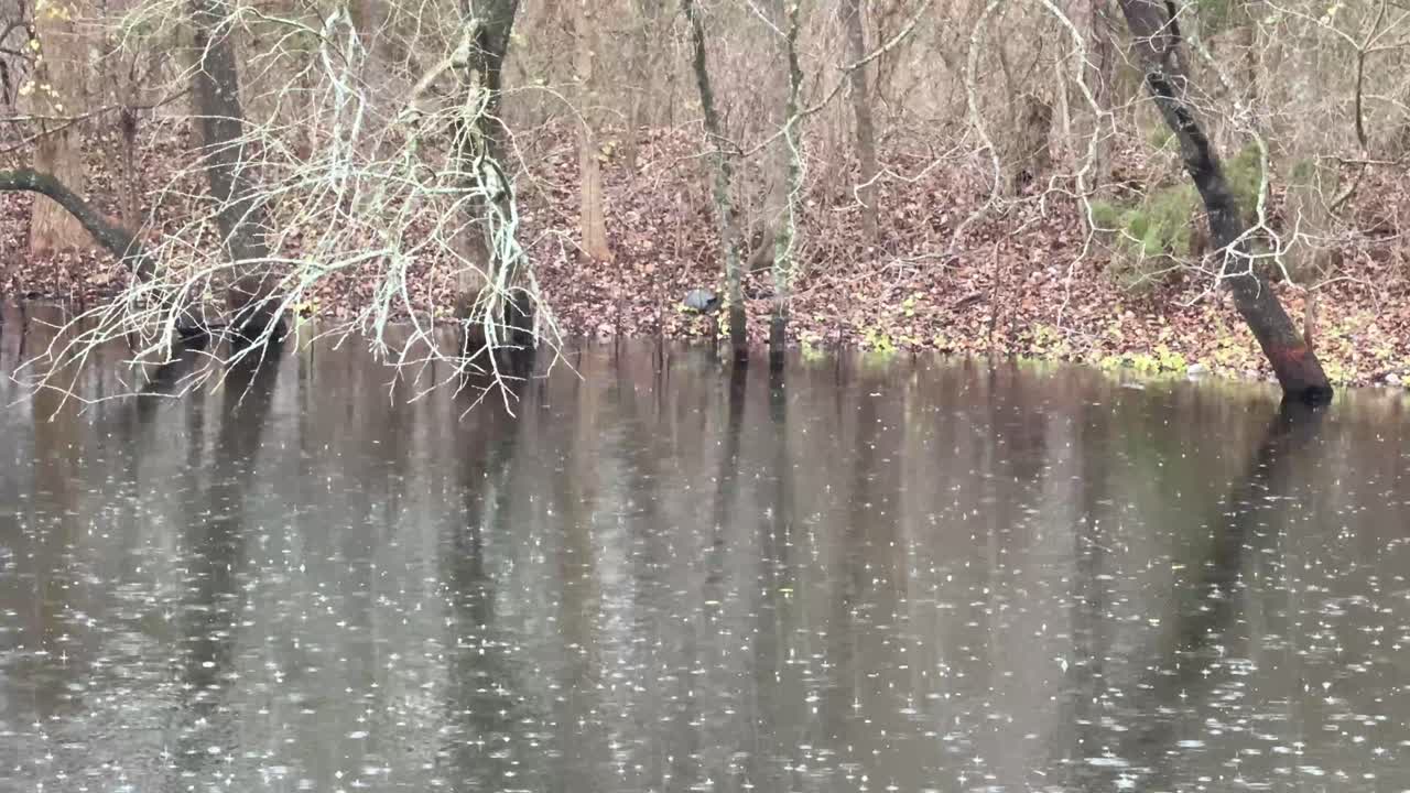 가운 비는 가을에 많은 비가 되며 나무로 둘러싸인 연못을 내려다보고 있습니다.