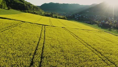 flying-close-over-very-yellow-rapeseed-field-during-springtime,-aerial-view-of-flower-field-with-tractor-lines-and-path-for-people,-switzerland