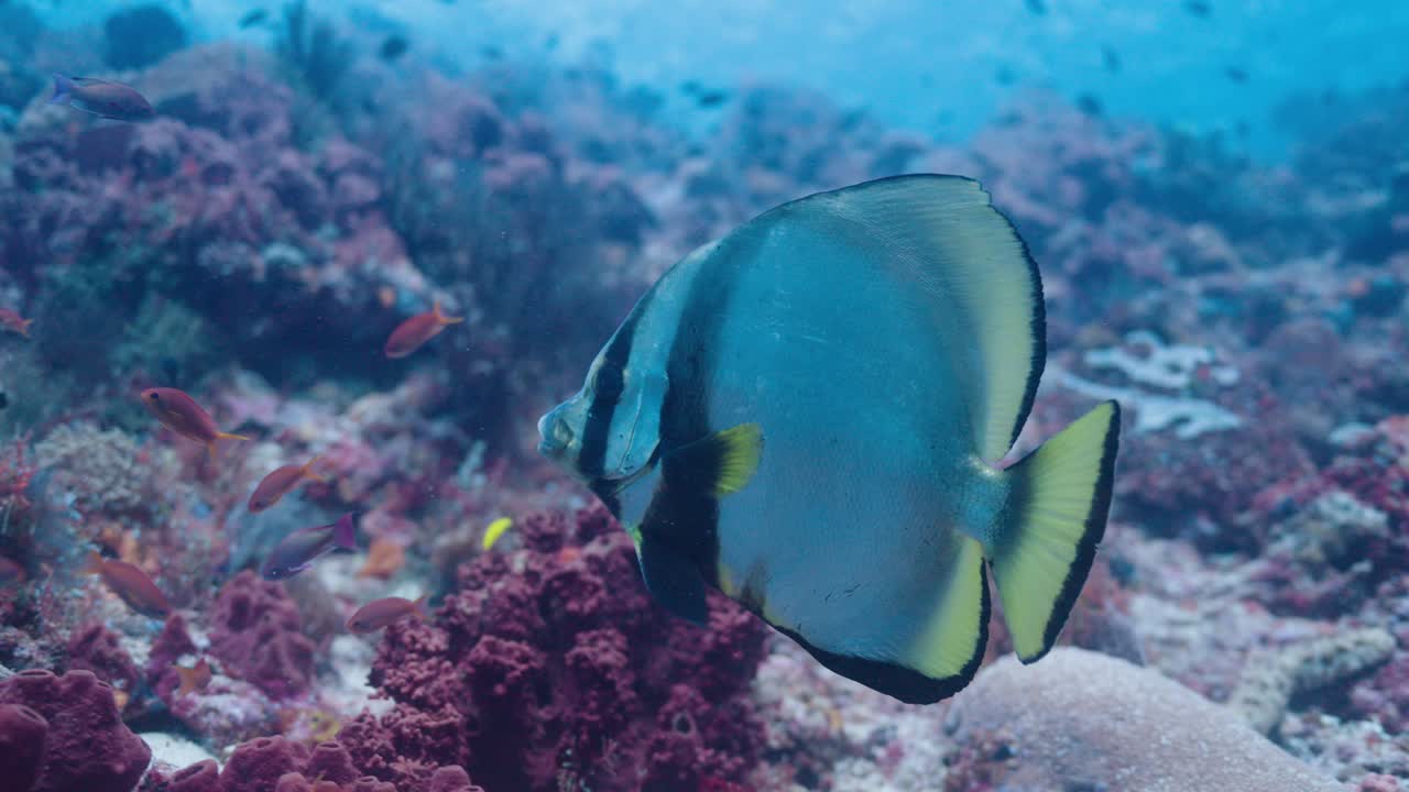 Nærbillede af en flagermusfisk, der svømmer over koralrev og viser de smukke aftegninger af lodrette sorte striber samt gennemsigtige gule finner og hale.