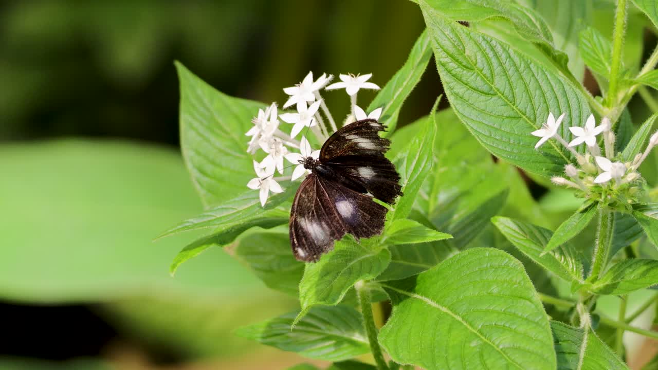 A butterfly flutters among white flowers in a lush Port Douglas garden, captured in natural daylight with vibrant greenery