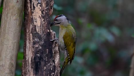 El-Pájaro-Carpintero-De-Cabeza-Gris-También-Se-Llama-Pájaro-Carpintero-De-Cara-Gris-Se-Encuentra-En-Muchos-Parques-Nacionales-En-Tailandia-Y-Es-Muy-Particular-En-La-Elección-De-Su-Hábitat-Para-Que-Prospere