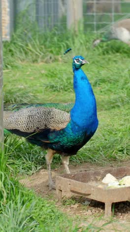 male indian peafowl with vibrant plumage in a zoo park. close-up shot