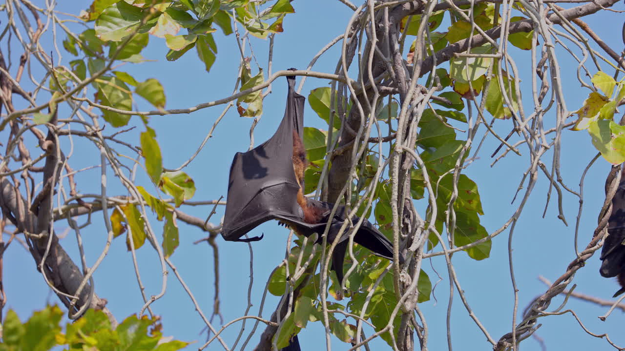 A single flying fox hanging from the tree branch during sunny day in keoladeo bird sanctuary, frugivorous bat, mammal, India.