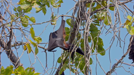a single flying fox hanging from the tree branch during sunny day in keoladeo bird sanctuary, frugivorous bat, mammal, india.