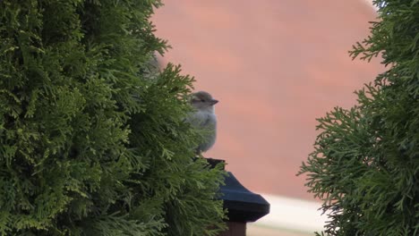 house sparrow bird cleaning and sitting on fence post hiding behind tree in backyard garden of home in canada and united states