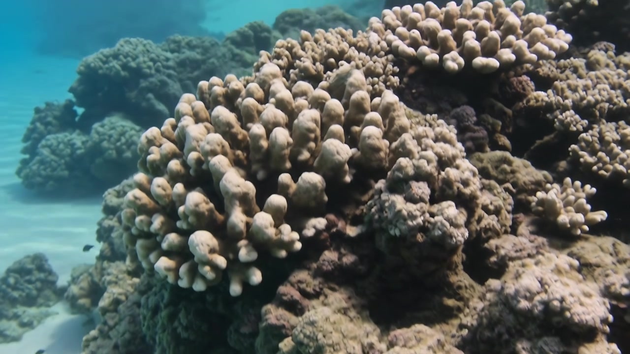 La telecamera si allontana dopo un primo piano, rivelando una densa formazione corallina su una barriera poco profonda ed esponendo la spiaggia.