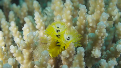 a mesmerizing close-up of a bright yellow christmas tree worm nestled among coral branches. exploring their delicate and intricate world reveals the breathtaking beauty of underwater life.