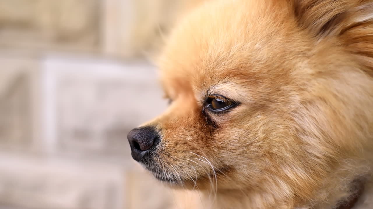Small pomeranian spitz blinking and looking around. Close up shot at sunlight. Slow motion